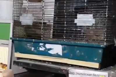 Вонь, пыль и грязь: самарцы пожаловались на ужасные условия содержания животных в зоомагазине