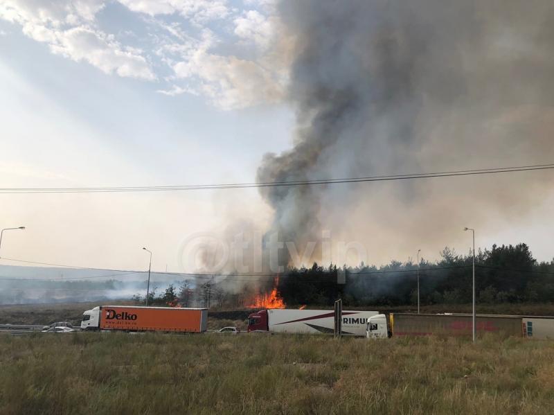 В Тольятти за 5 часов потушили лесной пожар