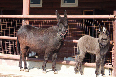 Малышей пони и ослика покажут жителям Самары