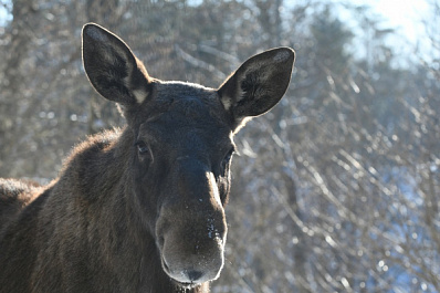 В Самарской области охотник заплатил 400 тысяч рублей за убийство лосихи