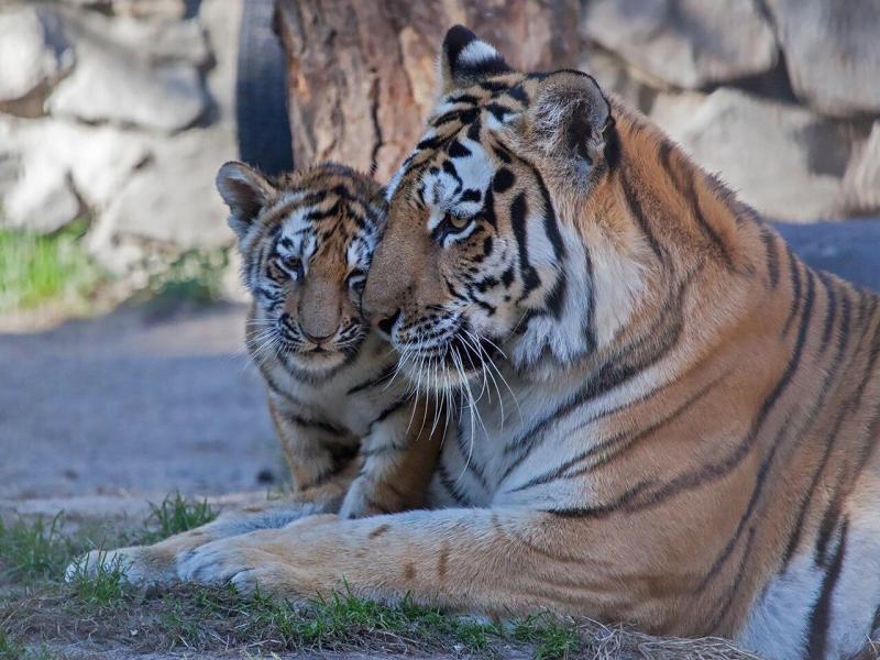 Самых заботливых пушистых мам показали в Международный день семьи