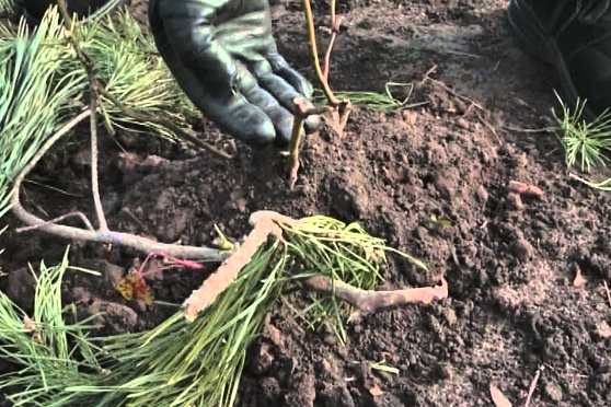 Дачные советы 15.11.2012