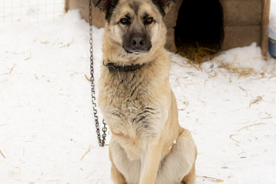 Трехлапая собака ищет новых хозяев в Самаре