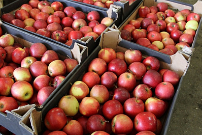 В Самарской области сожгли 210 кг польских яблок