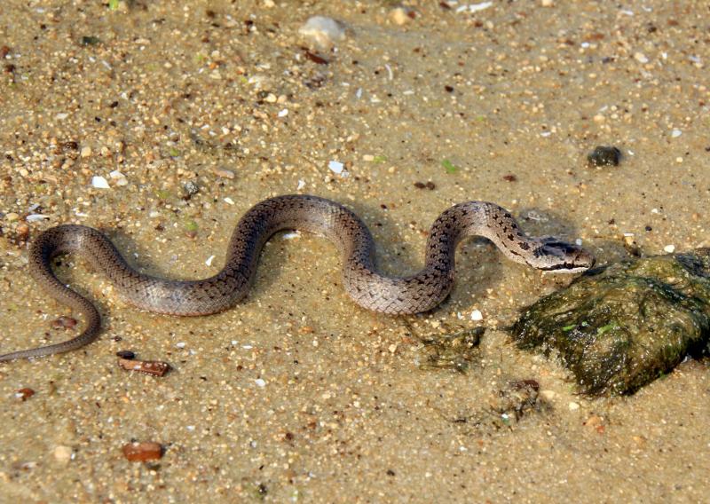 Самарцам рассказали о змее, которая ест себе подобных и может укусить человека