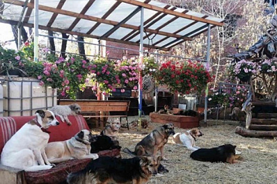 В Тольятти приюту для животных предложили новые варианты размещения