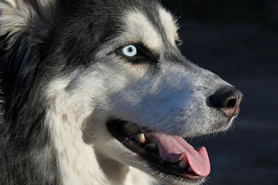 В Волжском районе мужчину подозревают в убийстве соседской собаки