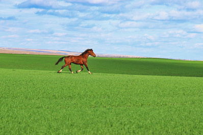 У отравленного коня 17 апреля случился рецидив