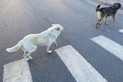 Агрессивная стая собак четыре года держит в страхе целое село