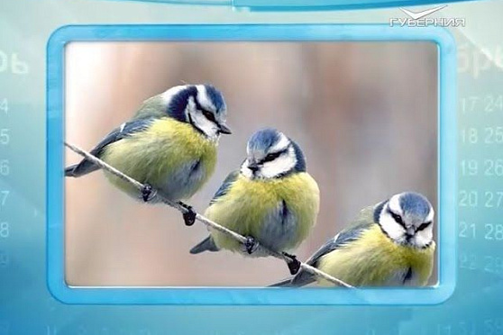 Календарь губернии 08.01.2016