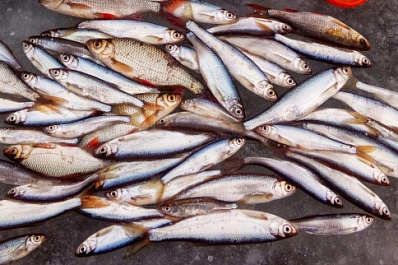 Рыбак из Сызрани собрал на спиннинг крупный улов