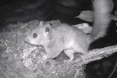 В Жигулевском заповеднике пополнилось семейство сонь