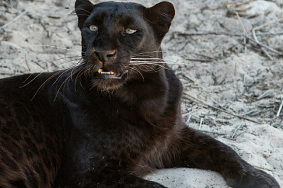Черный ягуар Плюшка из самарского зоопарка отметила 15-летие