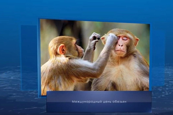 Международный день обезьян. Календарь губернии от 14 декабря