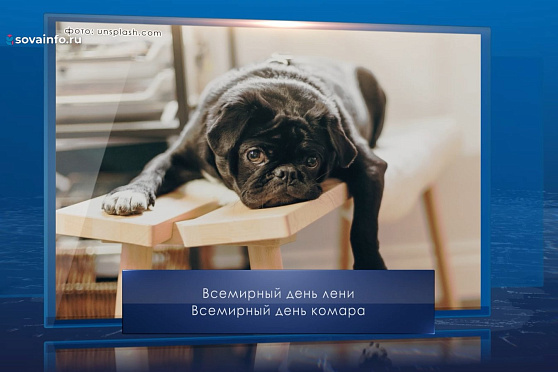 Всемирный день лени. Календарь Губернии от 20 августа