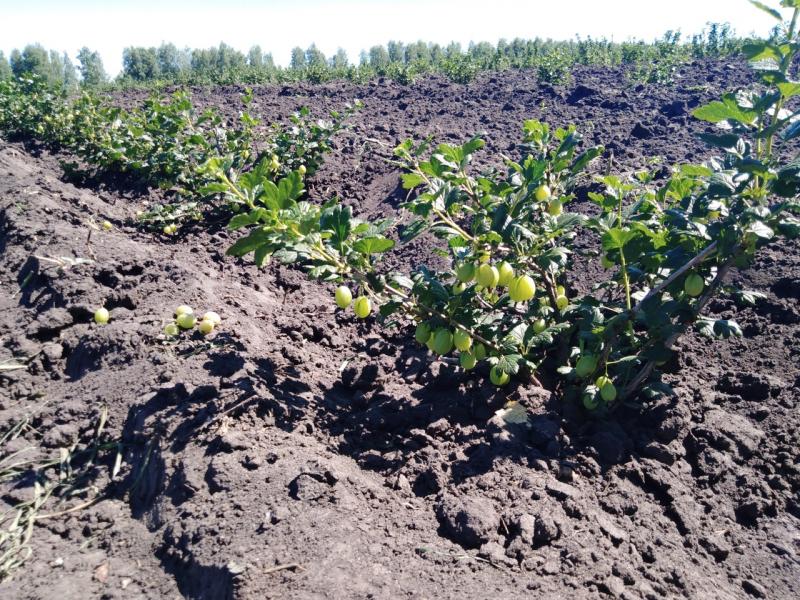 ООО "Садовод" расширяет ассортимент плодовых культур