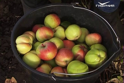 В Сергиевском районе зафиксирован большой урожай яблок