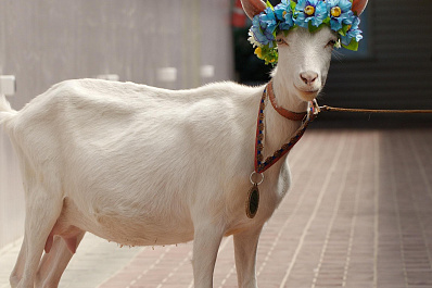 Жители и гости Самары смогут понаблюдать за тем, как коза Забияка делает прогноз на матч Бразилия - Мексика