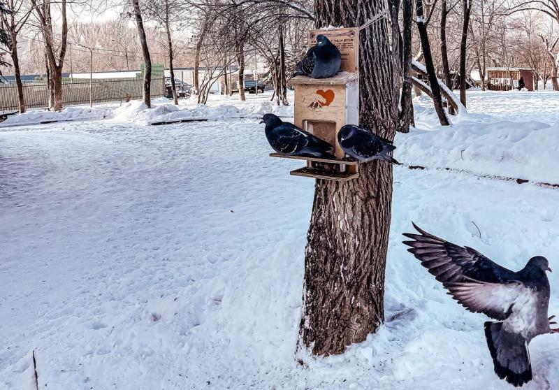 В нацпарке "Самарская Лука" дали советы по кормлению диких птиц