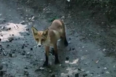 В Тольятти лисенок вышел к людям и позировал перед камерами