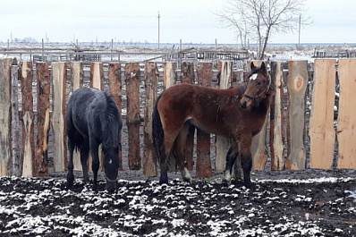 Испугались рева моторов: в Тольятти разыскивают сбежавших жеребцов