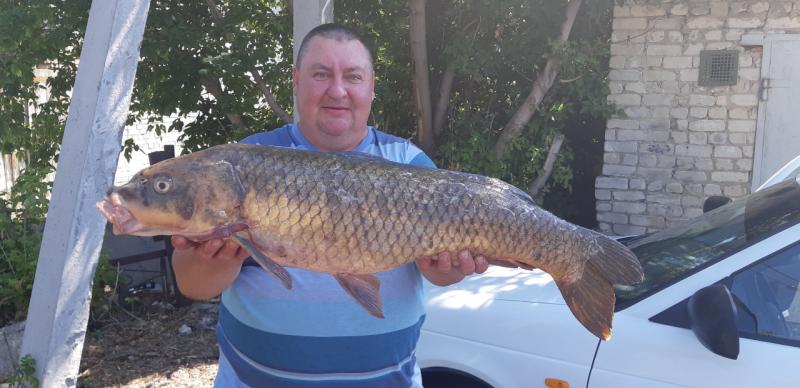 Настоящий крокодил: в Самарской области рыбак поймал гигантского сазана