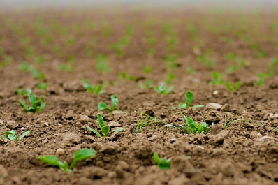 В Самарской области завершился весенний посев