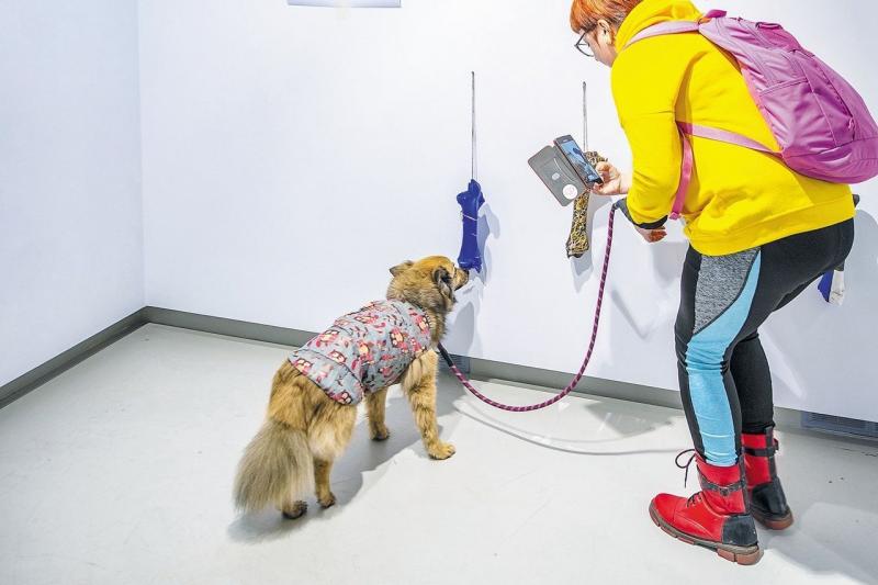 В самарскую галерею "Виктория" приглашают собак