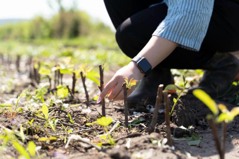 В Самарской области осенью 2025 года посадили более 37 тысяч саженцев