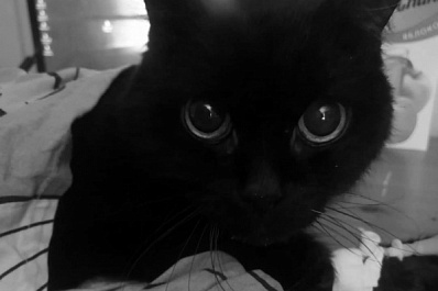 Жительница Самары пыталась спасти кота, который три месяца прожил без еды