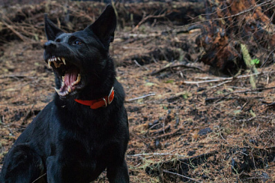 Сострадание и ответственность: жители Самарской области высказали мнение о законопроекте об обращении с бездомными животными