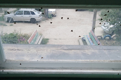 Названы причины нашествия мотыльков на Самарскую область в августе 2021 года