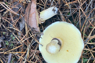 Сезон тихой охоты: эксперты перечислили 7 главных полезных свойств грибов