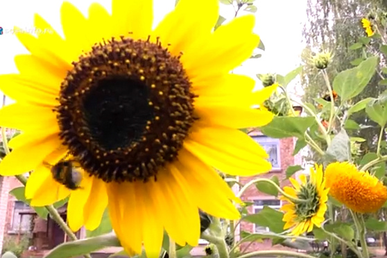 Волонтерская организация "Зеленая планета". Народное признание