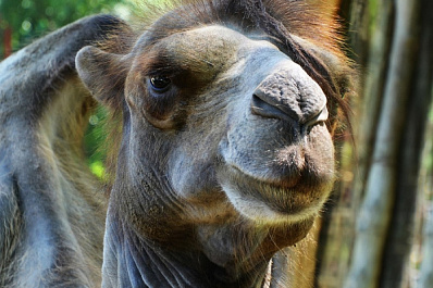Самарцы в выходные смогут погладить большого верблюда