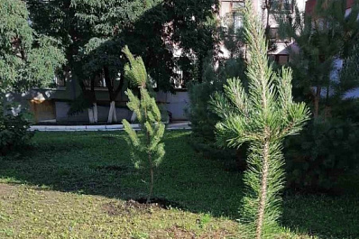 12 дворов Новокуйбышевска стали победителями конкурса по озеленению