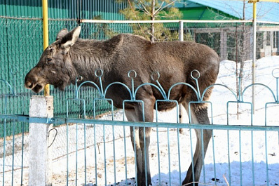 Лось-сладкоежка Яша переезжает в питомник самарского зоопарка