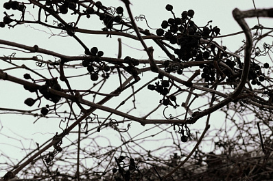 В Волжском районе опилили деревья около домов после вмешательства прокуратуры