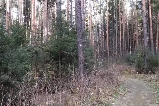 День российского леса. Утро губернии