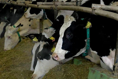 Иностранные специалисты помогают в развитии самарского АПК