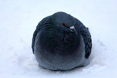 Синоптики: в Самарскую область идут настоящие морозы