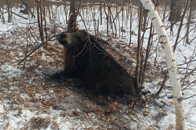 В Самарской области браконьеры жестоко убили кабаниху
