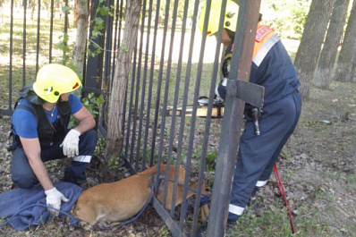 В Тольятти спасли дикую косулю