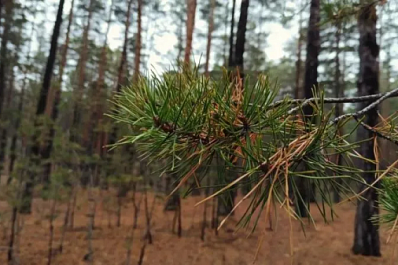 В санатории Тольятти обнаружили мышей