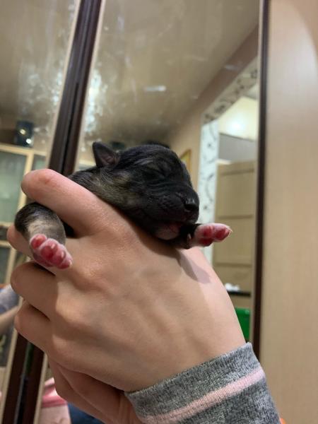 В Самаре люди выкинули новорожденных щенков на мусорку