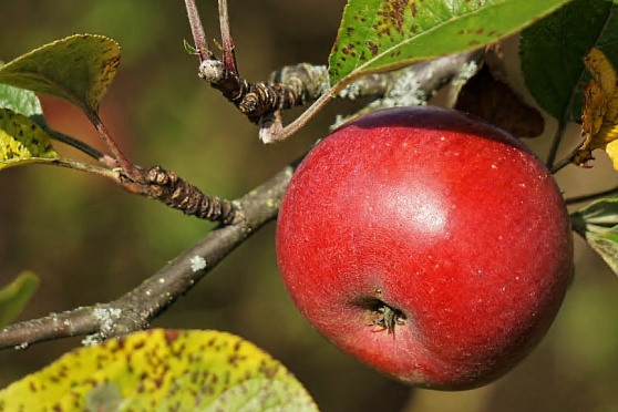Международный день поедания яблок. Утро Губернии