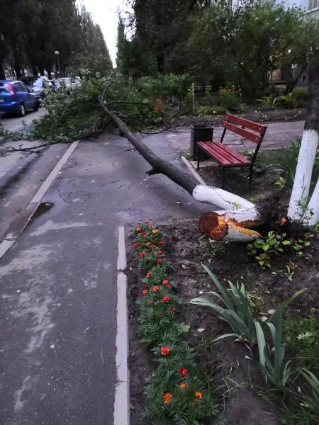 В Тольятти во время урагана дерево упало на припаркованные автомобили