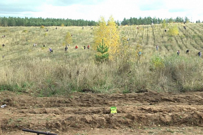 Жители Тольятти помогают восстановить лес после пожаров