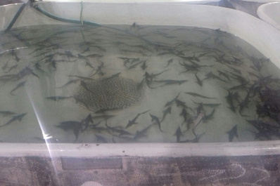 В Самарской области выпустили 1700 особей молодой стерляди