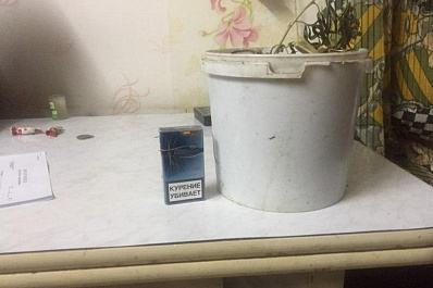 Житель Красноярского района выращивал коноплю в своем доме